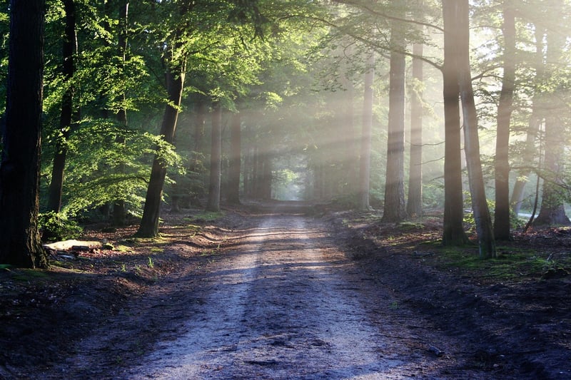 Forest Echoes
